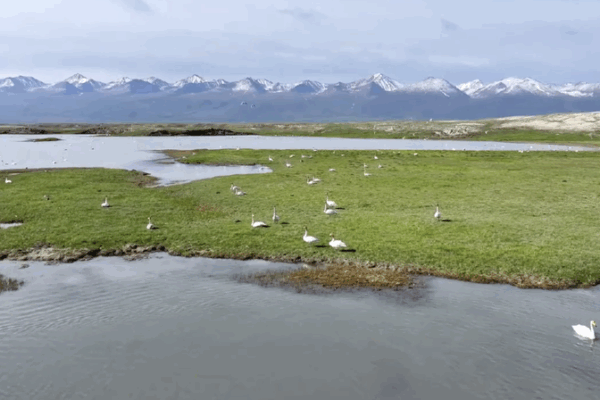 Over 10,000 Wild Swans Flock to Bayinbuluk’s Wetlands Over 10,000 Wild Swans Flock to Bayinbuluk’s Wetlands video poster