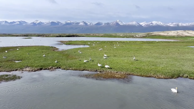 Q94TC19OE24LTTXY2VI4 - My Global News: Voices of a New Era Over 10,000 Wild Swans Flock to Bayinbuluk’s Wetlands video poster