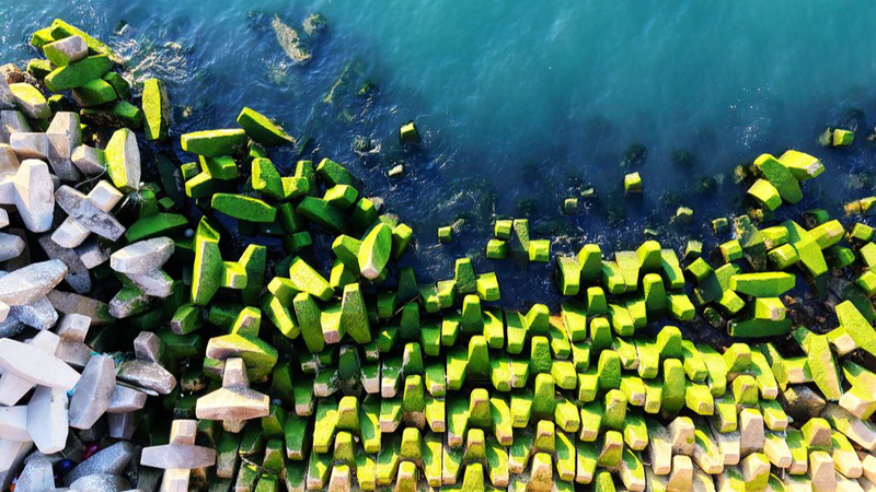 Qingdao_Breakwater_Blanketed_in_Vibrant_Green_Algae