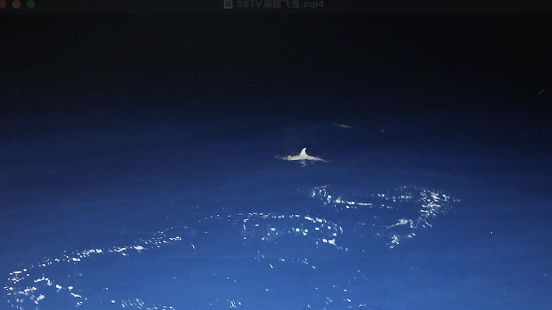 Rare_Footage__Dolphin_Hunts_Flying_Fish_at_Beijiao_Reef_poster - My Global News: Voices of a New Era Rare_Footage__Dolphin_Hunts_Flying_Fish_at_Beijiao_Reef video poster