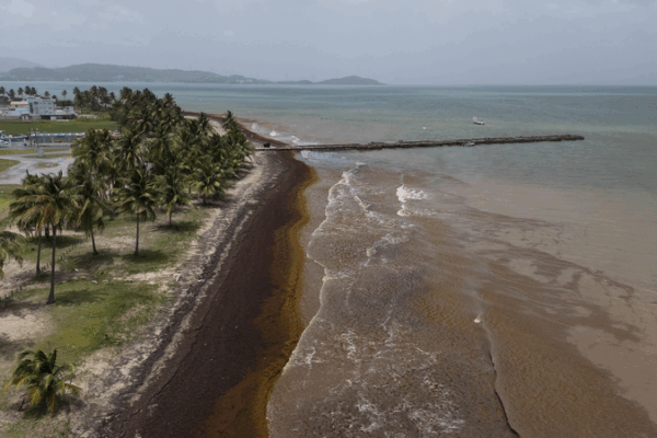 Record Sargassum Surge Chokes Caribbean Shores Record_Sargassum_Surge_Chokes_Caribbean_Shores