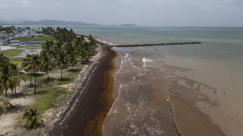 Record_Sargassum_Surge_Chokes_Caribbean_Shores - My Global News: Voices of a New Era Record_Sargassum_Surge_Chokes_Caribbean_Shores