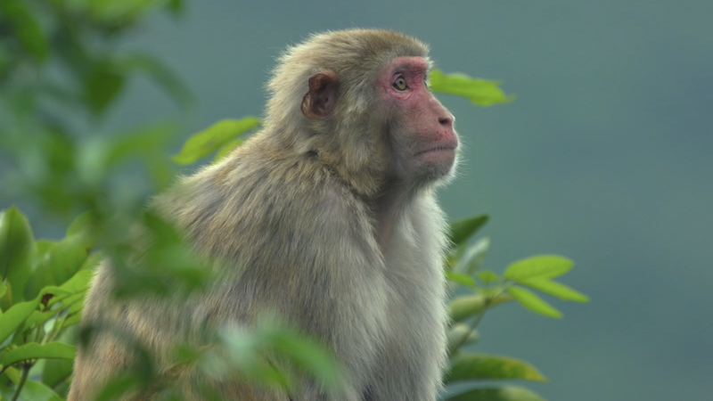 S9D7OA9KYXX4GAWPSP7B - My Global News: Voices of a New Era Urban Oasis: Exploring Hong Kong’s Hidden Nature