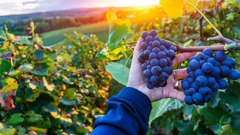 Smart Tech Drives Growth in Northwest China’s Wine Industry Smart_Tech_Drives_Growth_in_Northwest_China_s_Wine_Industry
