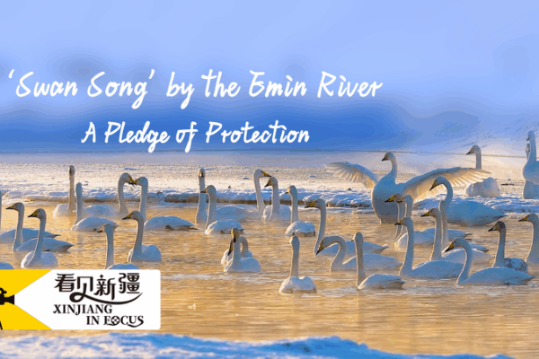 Swan Bay Revival on the Emin River: A 17-Year Pledge of Protection Swan_Bay_Revival_on_the_Emin_River__A_17_Year_Pledge_of_Protection video poster