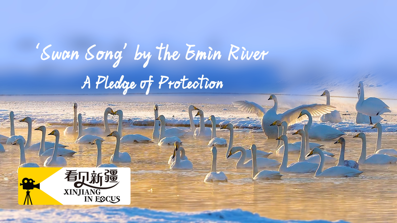 Swan_Bay_Revival_on_the_Emin_River__A_17_Year_Pledge_of_Protection_poster - My Global News: Voices of a New Era Swan_Bay_Revival_on_the_Emin_River__A_17_Year_Pledge_of_Protection video poster