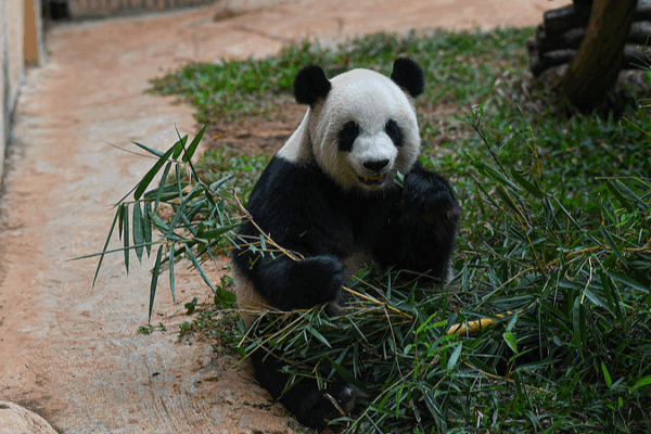 A Day in the Life of Hainan’s Panda Brothers A Day in the Life of Hainan’s Panda Brothers video poster