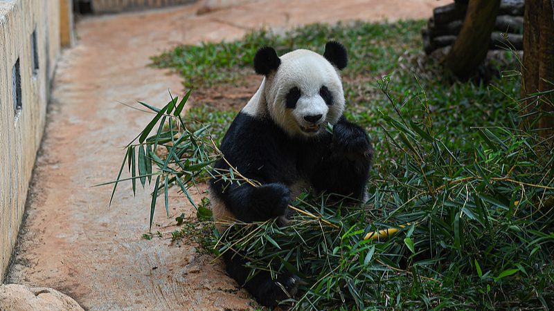 TLCQVQ7U3BT1I9PU87DZ - My Global News: Voices of a New Era A Day in the Life of Hainan’s Panda Brothers video poster