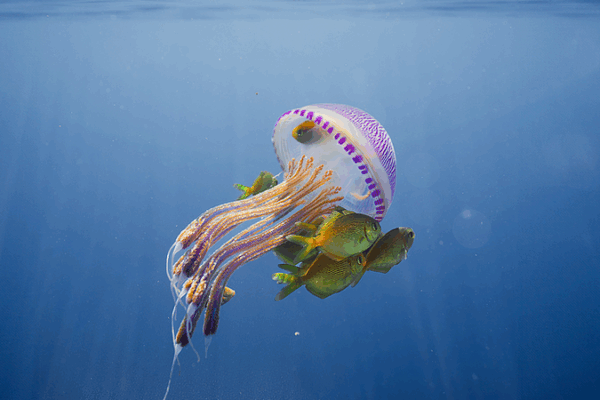 The Magical Deep Blue: A World Oceans Day Special The_Magical_Deep_Blue__A_World_Oceans_Day_Special