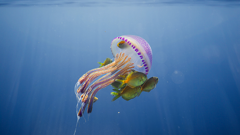 The_Magical_Deep_Blue__A_World_Oceans_Day_Special - My Global News: Voices of a New Era The_Magical_Deep_Blue__A_World_Oceans_Day_Special