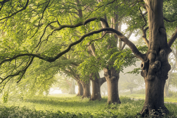 Tree Trunk Breathing Adaptation Could Cool Future Climate Models Tree_Trunk_Breathing_Adaptation_Could_Cool_Future_Climate_Models