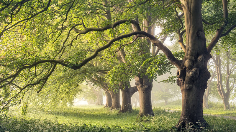 Tree_Trunk_Breathing_Adaptation_Could_Cool_Future_Climate_Models - My Global News: Voices of a New Era Tree_Trunk_Breathing_Adaptation_Could_Cool_Future_Climate_Models