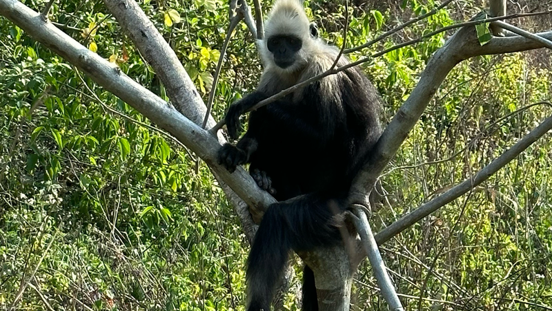 Why White-Headed Langur Poop Is Key to Their Survival Why_White_Headed_Langur_Poop_Is_Key_to_Their_Survival video poster