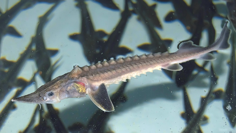 Wild Hope: Yangtze Sturgeon Reproduce Naturally After Two Decades Wild_Hope__Yangtze_Sturgeon_Reproduce_Naturally_After_Two_Decades