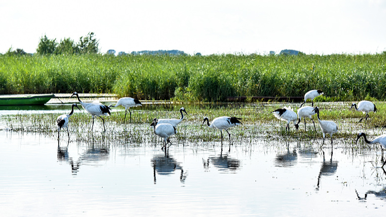 Zhalong: Heilongjiang’s Birdwatcher Paradise