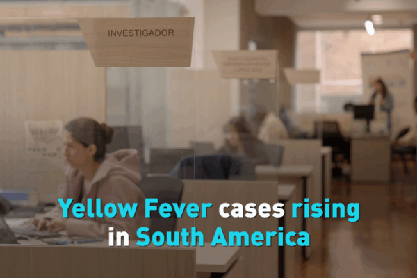 Yellow Fever Cases Surge in South America: CDC Issues Travel Alert Yellow_Fever_Cases_Surge_in_South_America__CDC_Issues_Travel_Alert video poster