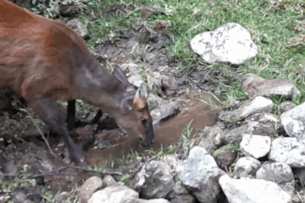 Yunnan Waterhole Draws Diverse Wildlife Yunnan_Waterhole_Draws_Diverse_Wildlife video poster