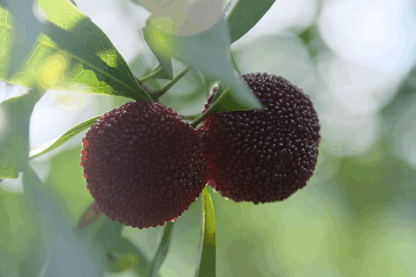 Zhejiang’s Yumberry Season Blooms into a Global Sweet Sensation Zhejiang_s_Yumberry_Season_Blooms_into_a_Global_Sweet_Sensation video poster
