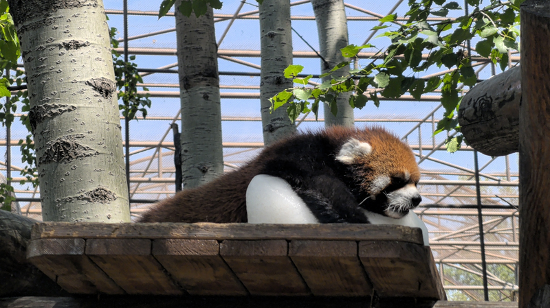 Red Panda’s Chill at Beijing Wildlife Park Steals Summer Hearts Red Panda’s Chill at Beijing Wildlife Park Steals Summer Hearts