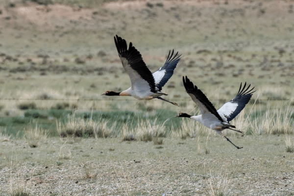 Black-necked Cranes Rebound Amid Chinese Mainland’s Biodiversity Push Black-necked Cranes Rebound Amid Chinese Mainland’s Biodiversity Push