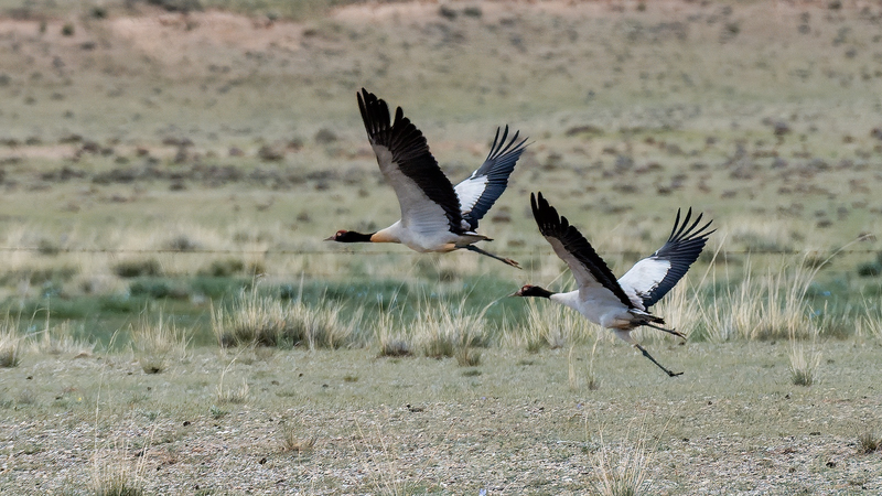 Black-necked Cranes Rebound Amid Chinese Mainland’s Biodiversity Push
