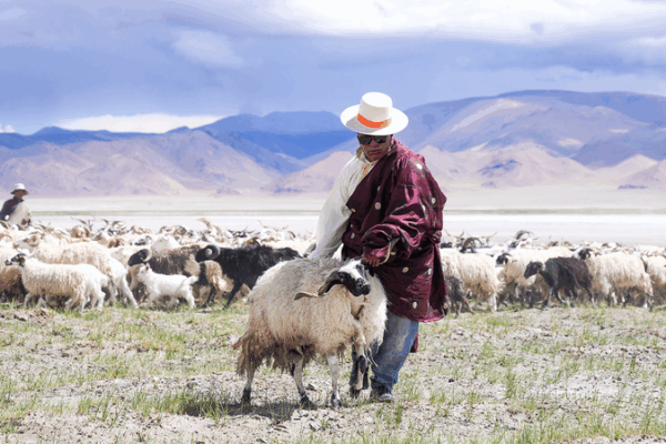 Ancient Salt-and-Sheep Route in Ngari, Xizang Sparks Cultural and Economic Revival Ancient_Salt_and_Sheep_Route_in_Ngari__Xizang_Sparks_Cultural_and_Economic_Revival