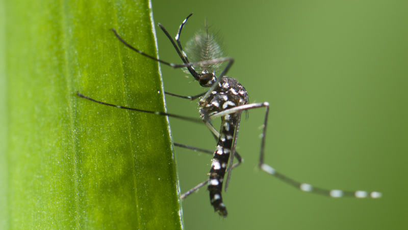 Foshan’s Chikungunya Fever Surge: Risks & Prevention Tips Foshan’s Chikungunya Fever Surge: Risks & Prevention Tips