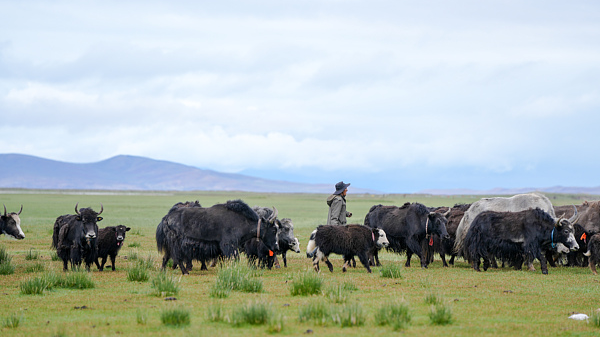 Plateau Power: Xizang’s Specialty Industries Fuel Growth Plateau Power: Xizang’s Specialty Industries Fuel Growth