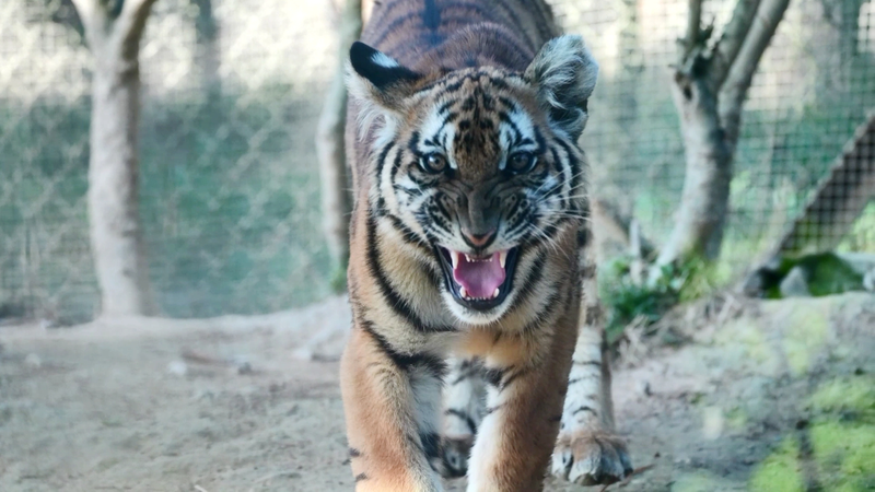 China opens largest rewilding base for critically endangered tigers China_opens_largest_rewilding_base_for_critically_endangered_tigers video poster
