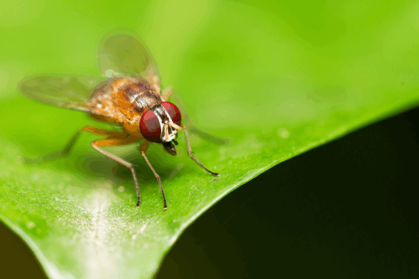Chinese Scientists Map Fruit Fly Life Cycle with 3D Multi-Omics Atlas Chinese_Scientists_Map_Fruit_Fly_Life_Cycle_with_3D_Multi_Omics_Atlas