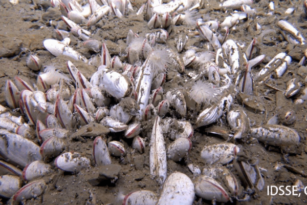Chinese-led team finds chemical-eating life at 10,000m undersea Chinese_led_team_finds_chemical_eating_life_at_10_000m_undersea