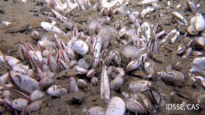 Chinese_led_team_finds_chemical_eating_life_at_10_000m_undersea - My Global News: Voices of a New Era Chinese_led_team_finds_chemical_eating_life_at_10_000m_undersea