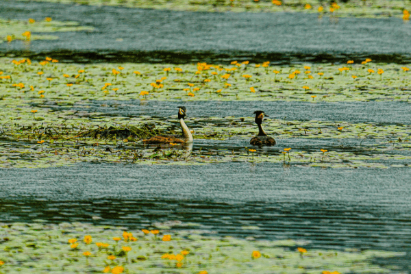 Chinese mainland Tops World with 22 International Wetland Cities Chinese_mainland_Tops_World_with_22_International_Wetland_Cities