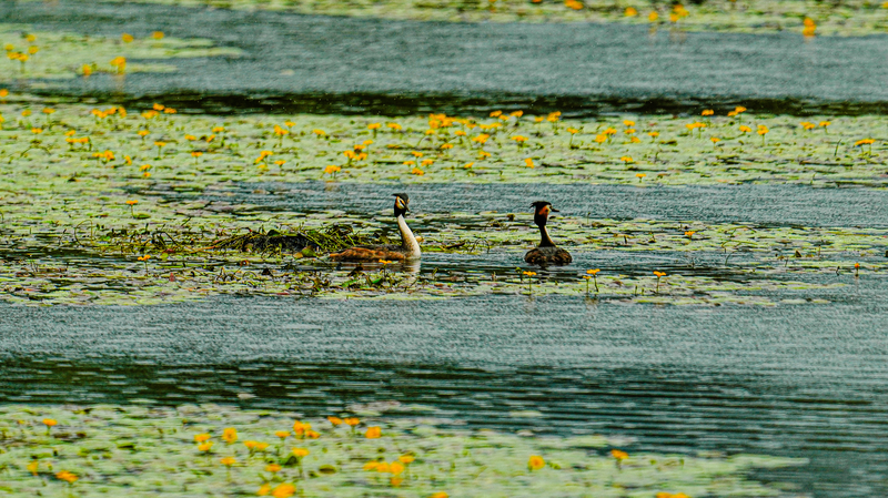 Chinese_mainland_Tops_World_with_22_International_Wetland_Cities - My Global News: Voices of a New Era Chinese_mainland_Tops_World_with_22_International_Wetland_Cities