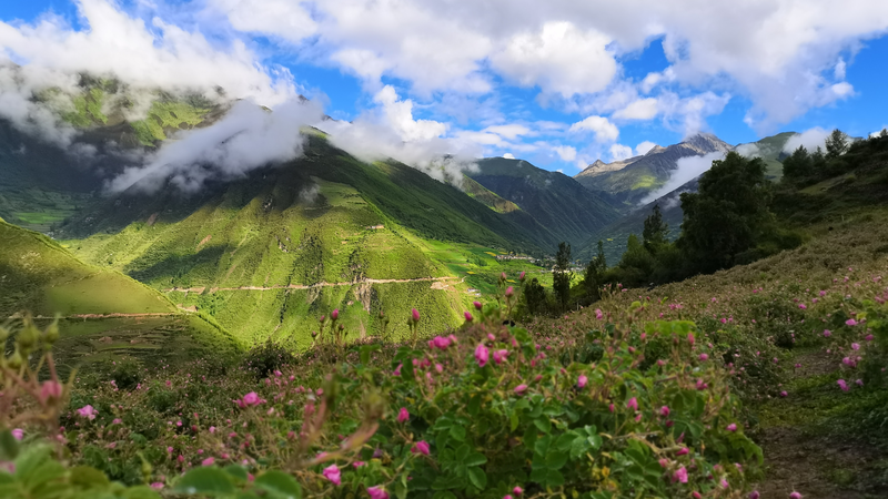 Damask Roses Empower Tibetan Women on the Xizang Plateau Damask_Roses_Empower_Tibetan_Women_on_the_Xizang_Plateau video poster