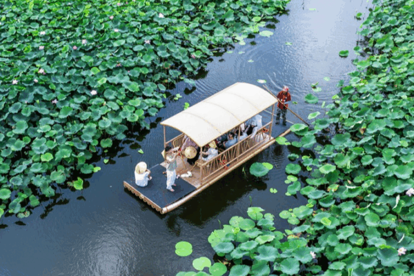 Drift Through Taizhou Lotus Seas This Summer Drift_Through_Taizhou_Lotus_Seas_This_Summer