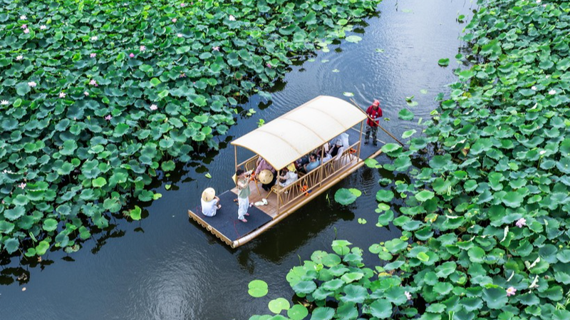 Drift_Through_Taizhou_Lotus_Seas_This_Summer - My Global News: Voices of a New Era Drift_Through_Taizhou_Lotus_Seas_This_Summer