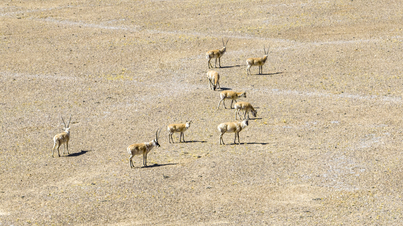 Inside Altun Shan Reserve: Tibetan Antelopes’ July Calving Season Inside Altun Shan Reserve: Tibetan Antelopes’ July Calving Season video poster