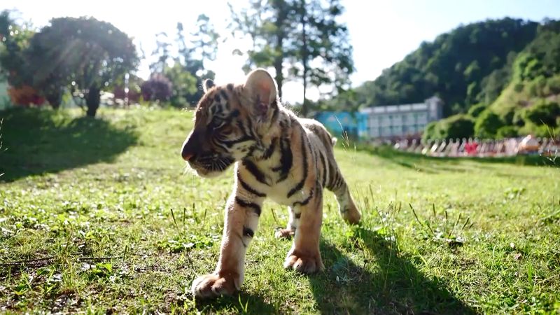Endangered South China Tiger Takes Center Stage with Eco-Tourism Push Endangered_South_China_Tiger_Takes_Center_Stage_with_Eco_Tourism_Push video poster