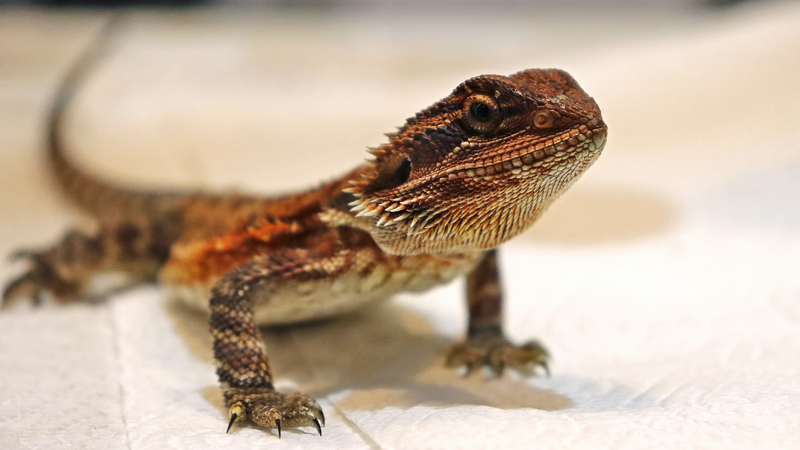 Fast Bearded Dragons Face Greater Death Risk in Wild, Study Reveals Fast_Bearded_Dragons_Face_Greater_Death_Risk_in_Wild__Study_Reveals