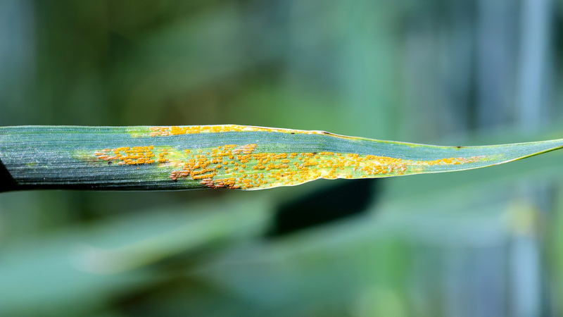 First_Genetic_Map_Charts_Wheat_Resistance_to_Yellow_Rust - My Global News: Voices of a New Era First_Genetic_Map_Charts_Wheat_Resistance_to_Yellow_Rust