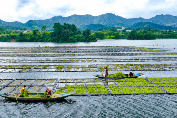 Floating Farms Cleanse Qiandao Lake with Water Spinach Floating_Farms_Cleanse_Qiandao_Lake_with_Water_Spinach