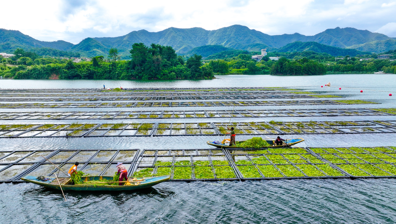 Floating_Farms_Cleanse_Qiandao_Lake_with_Water_Spinach