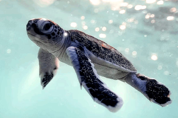 Green Turtles Return to Xisha Islands as Environment Recovers Green_Turtles_Return_to_Xisha_Islands_as_Environment_Recovers