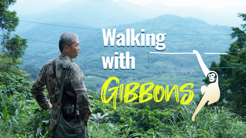 Hainan Gibbons Bounce Back: Population Soars from 13 to 42 Hainan_Gibbons_Bounce_Back__Population_Soars_from_13_to_42 video poster