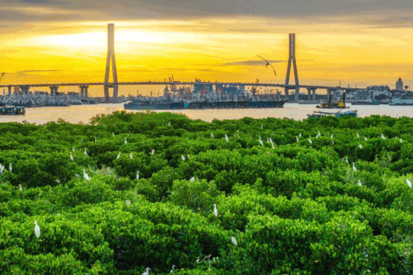 Hainan_s_2025_Vision__Growing_a_Green_Coastal_Shield