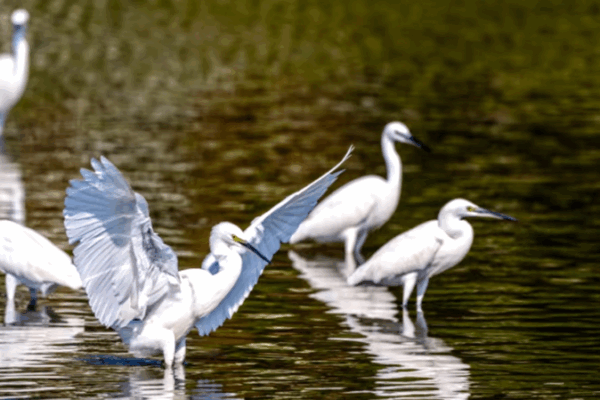 Hainan’s Changjiang Haiwei Wetland: A Migratory Bird Haven Hainan_s_Changjiang_Haiwei_Wetland__A_Migratory_Bird_Haven