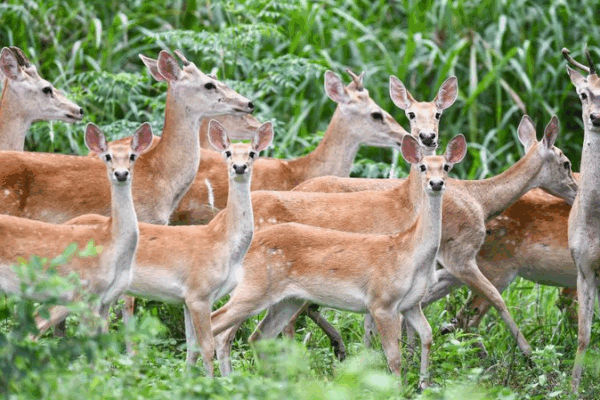 I6MEAGHDODUQI71D7X68 - My Global News: Voices of a New Era Rare Hainan Eld’s Deer Frolic in Bangxi Forest Reserve