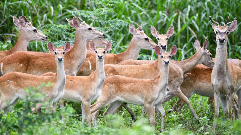 Rare Hainan Eld’s Deer Frolic in Bangxi Forest Reserve