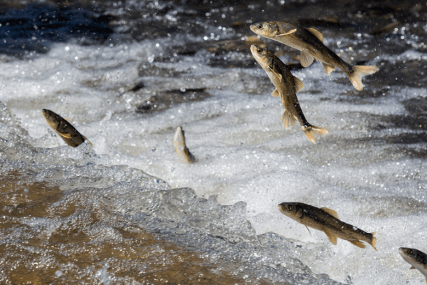 Inside the Naked Carp’s Epic Migration at Qinghai Lake Inside_the_Naked_Carp_s_Epic_Migration_at_Qinghai_Lake video poster